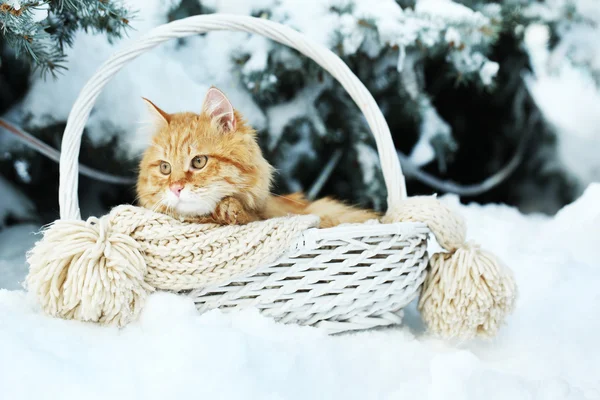 Chat rouge dans un panier en osier avec écharpe en hiver sur fond de sapin — Photo