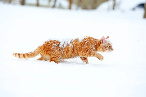 Рыжая кошка на фоне снега — стоковое фото