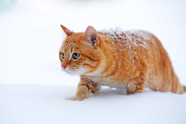 Красная кошка на фоне снега — стоковое фото