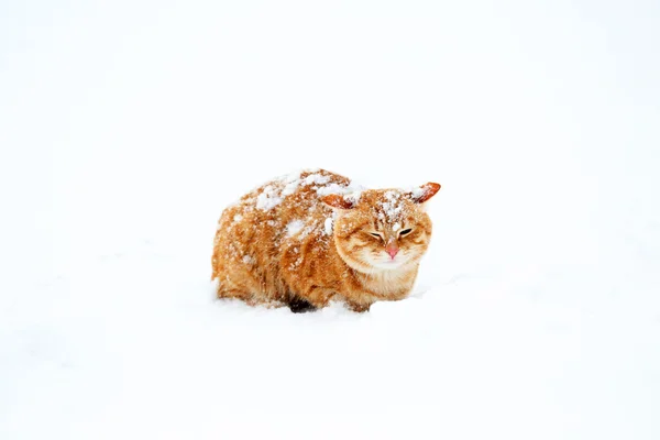 Ingwerkatze auf Schnee Hintergrund — Stockfoto