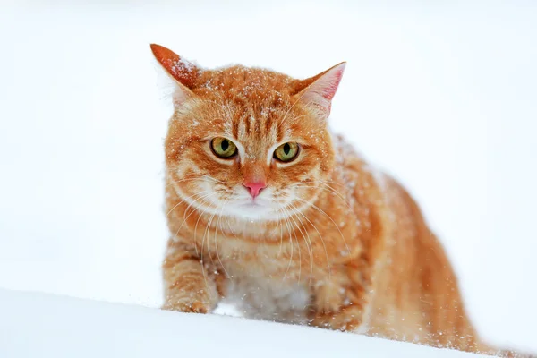 Gato rojo sobre fondo de nieve —  Fotos de Stock