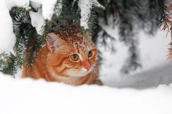 Όμορφο κόκκινο γάτα κάτω από το δέντρο έλατου σε φόντο λευκό χιόνι — Φωτογραφία Αρχείου