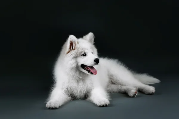 Charmant chien Samoyed couché sur fond sombre — Photo