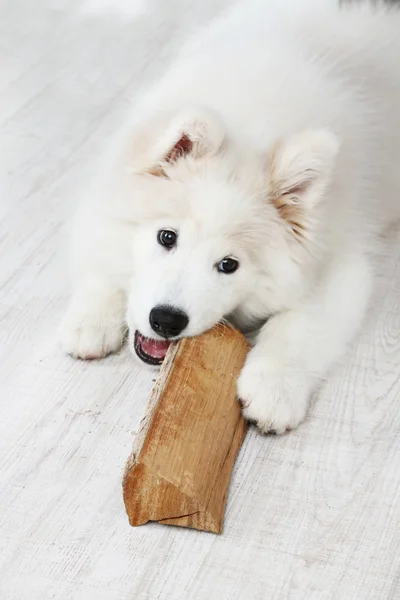 背景に薪で遊び心のあるサモエド犬 — ストック写真