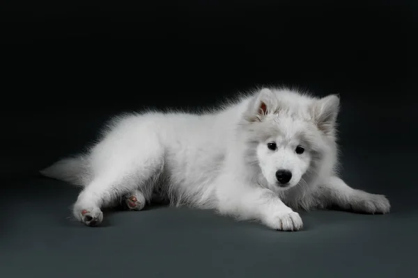 Charmant chien Samoyed sur fond sombre — Photo