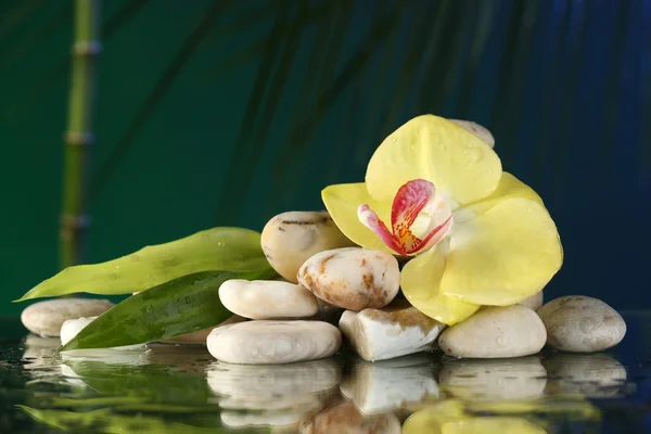 Orchideenblume mit Wassertropfen und Kieselsteinen auf dunklem, buntem Hintergrund — Stockfoto