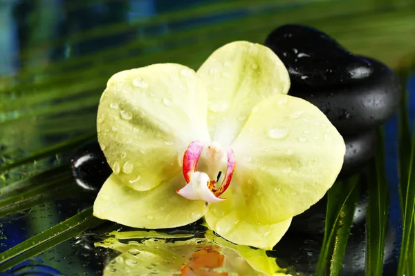 Orchideenblumen mit Wassertropfen und Kieselsteinen auf dunklem, buntem Hintergrund — Stockfoto