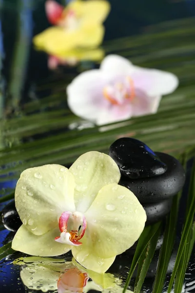 Orchideenblumen mit Wassertropfen und Kieselsteinen auf dunklem, buntem Hintergrund — Stockfoto