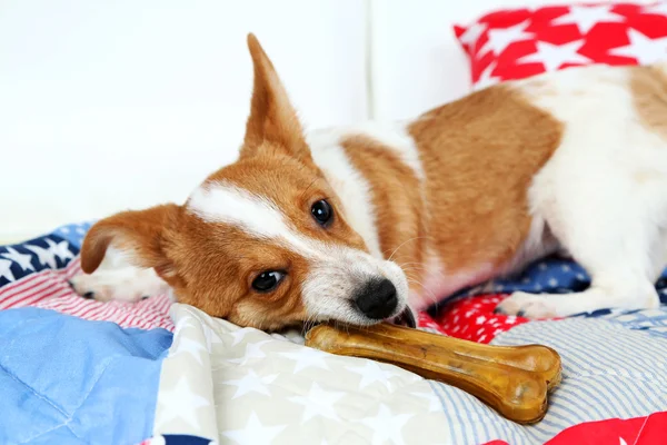 Dog with rawhide bone on sofa — Stock Photo, Image