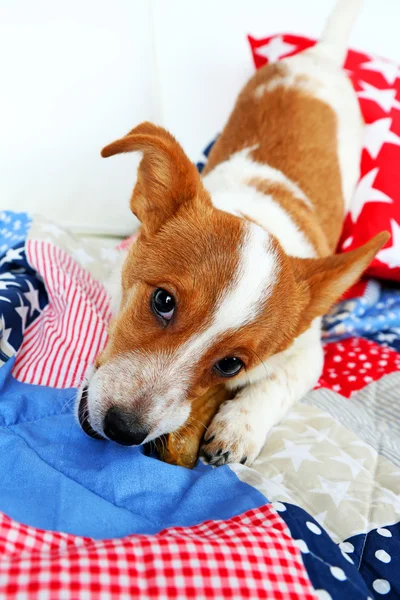 Cão com osso de couro no sofá — Fotografia de Stock