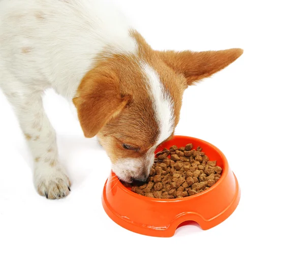 Filhote de cachorro comendo alimentos do prato, isolado em fundo branco — Fotografia de Stock