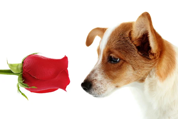 Cão com rosa vermelha, isolado em branco — Fotografia de Stock