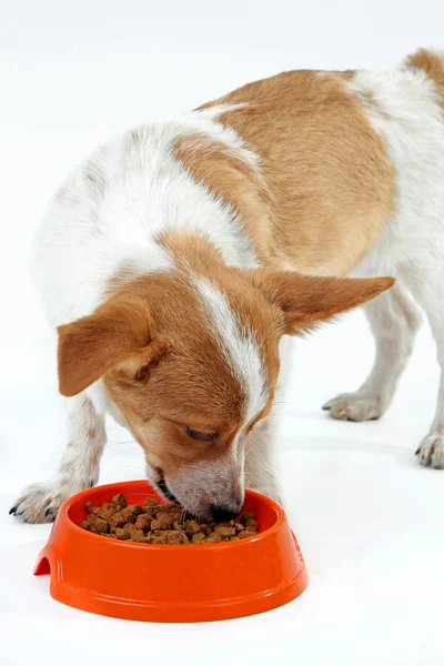 料理は、白い背景で隔離の食品を食べる子犬 ストック写真