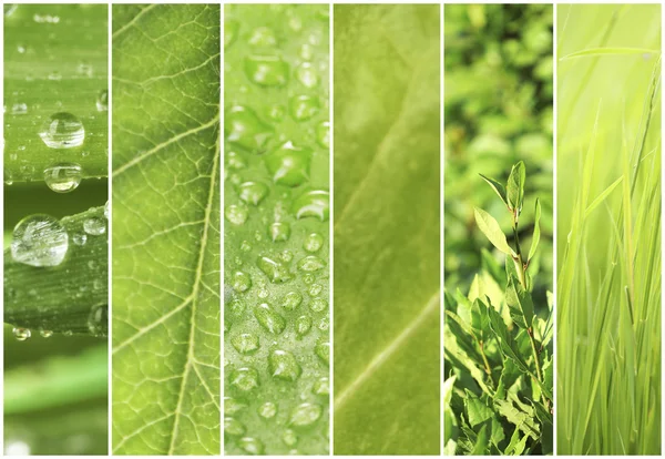Collage d'échantillons de couleur verte — Photo