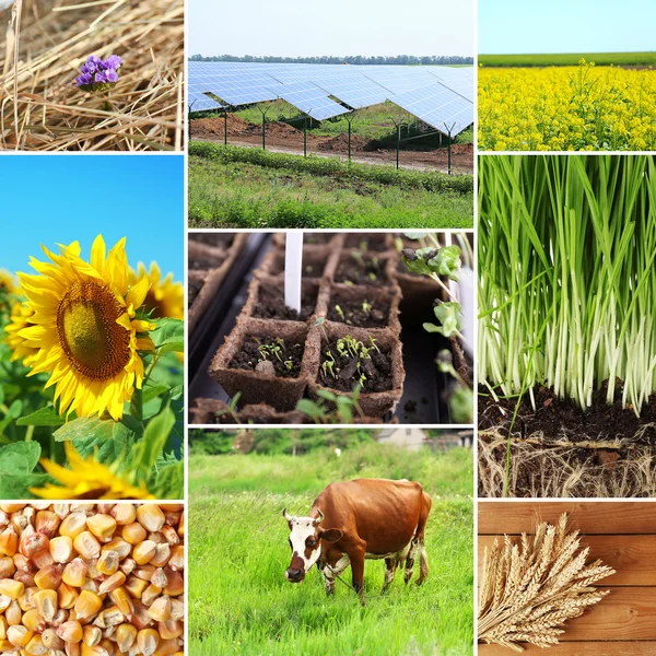 Agriculture collage — Stock Photo, Image