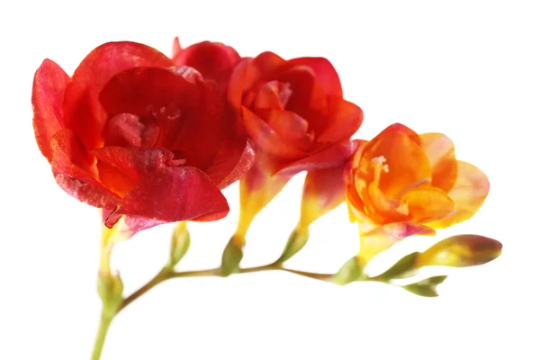 Vackra freesia blommor, isolerad på vit — Stockfoto