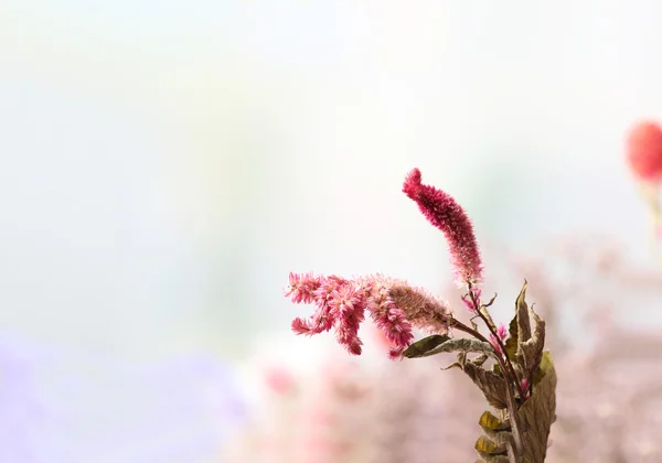 Mooie gedroogde bloemen op lichte achtergrond — Stockfoto