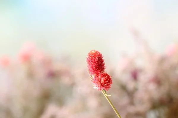 A világos háttér gyönyörű szárított virágok — Stock Fotó