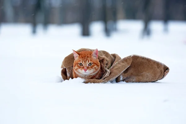 Χαριτωμένο κόκκινο γάτα τυλιγμένο σε κουβέρτα σε χιόνι φόντο — Φωτογραφία Αρχείου