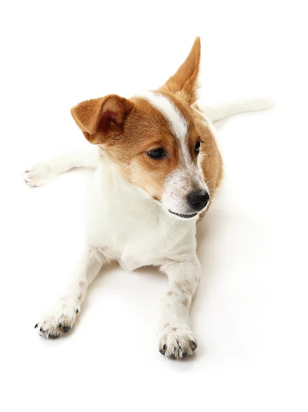 Roztomilý pes izolovaný na bílém pozadí — Stock fotografie