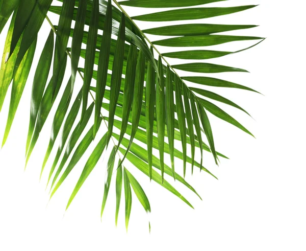 Leaf of palm isolated on white — Stock Photo, Image