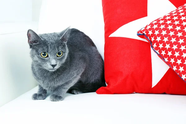 Chat gris sur canapé gros plan — Photo