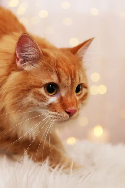 Işıklar arka plan üzerinde kırmızı sevimli kedi — Stok fotoğraf