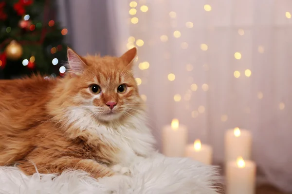 Amabile gatto rosso su sfondo luci — Foto Stock