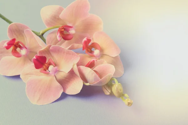 Beautiful blooming orchid on light color background — Stock Photo, Image