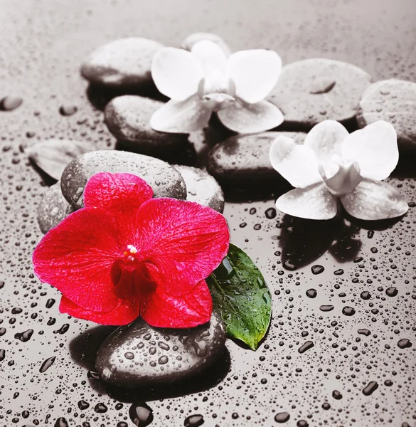 Beautiful blooming orchid with spa stones on gray background — Stock Photo, Image