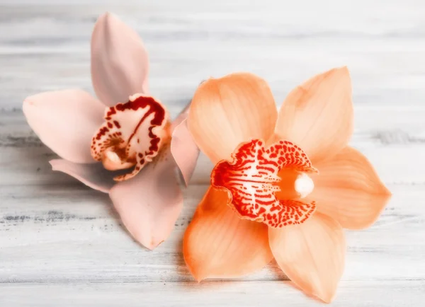 Belles fleurs d'orchidée sur fond en bois — Photo