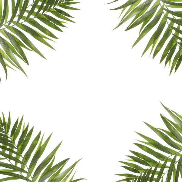 Hermosas hojas de palma en forma de marco con espacio para su texto — Foto de Stock