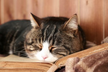 Şirin kedi kitabı ile yalan