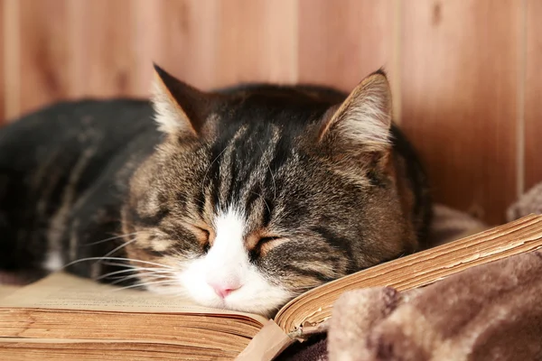 Niedliche Katze liegt mit Buch — Stockfoto