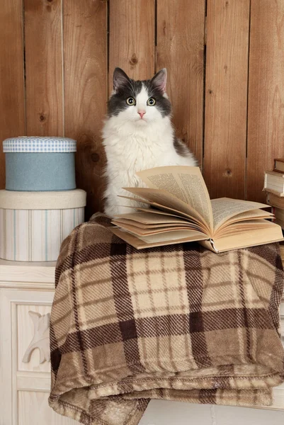 Gato bonito sentado com livro em xadrez — Fotografia de Stock