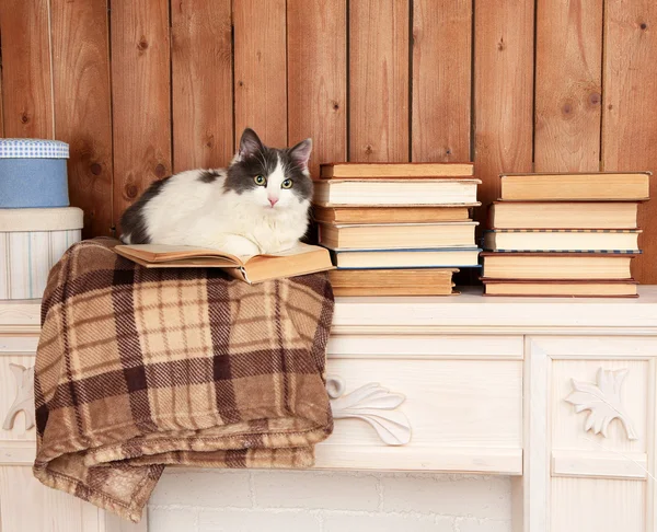 Gato bonito deitado com livro em xadrez — Fotografia de Stock