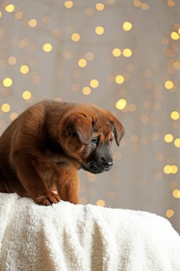 Noel ışıkları arka plan üzerinde şirin köpek yavrusu