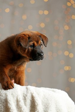 Noel ışıkları arka plan üzerinde şirin köpek yavrusu