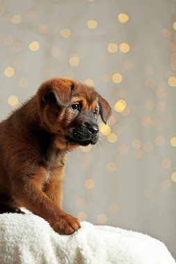 Noel ışıkları arka plan üzerinde şirin köpek yavrusu