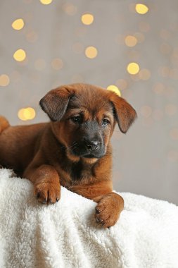Noel ışıkları arka plan üzerinde şirin köpek yavrusu