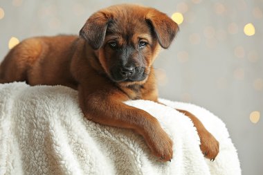 Noel ışıkları arka plan üzerinde şirin köpek yavrusu