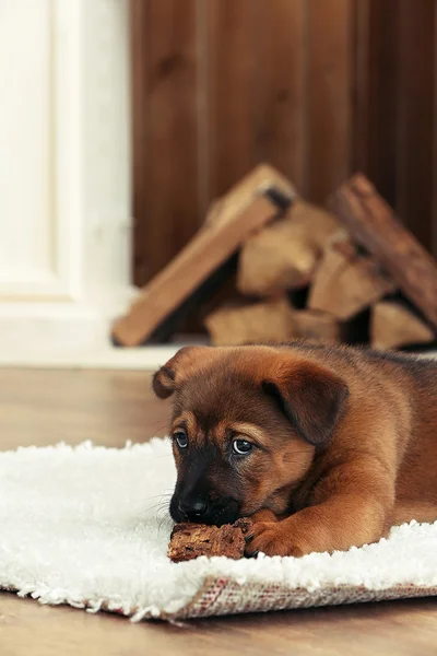 Chiot mignon couché sur le tapis près de la cheminée dans la chambre — Photo