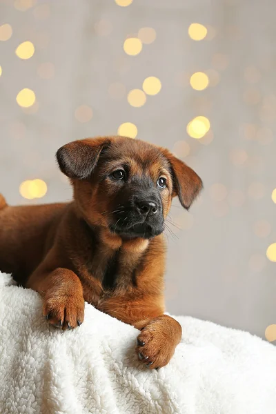 Bonito cachorro no fundo luzes de Natal — Fotografia de Stock