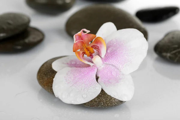 Spa stones with orchid on light background — Stock Photo, Image