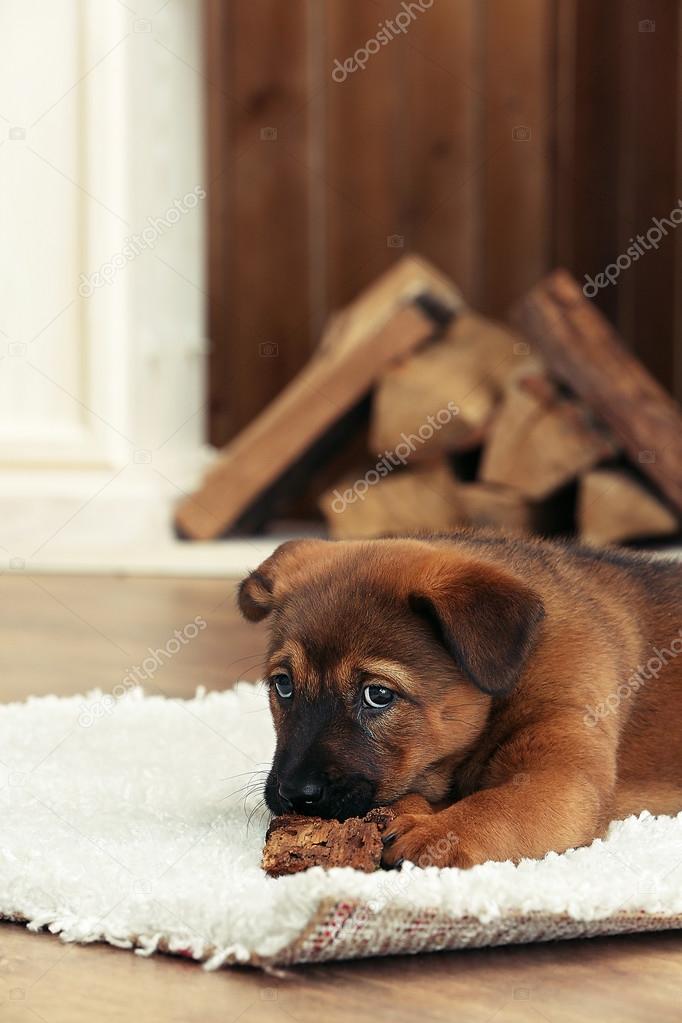 Cute puppy lying on carpet near fireplace in room