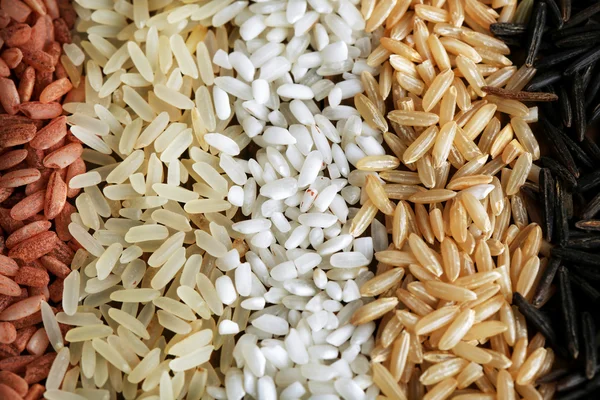 Distintos tipos de arroz de cerca — Foto de Stock