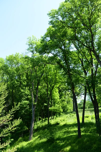 Güzel park açık havada — Stok fotoğraf