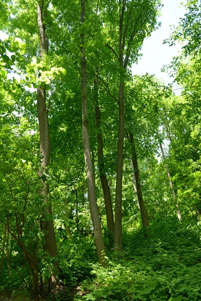 Schöne Bäume im Wald — Stockfoto