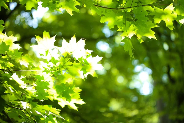 Schöne grüne Blätter am Baum im Freien — Stockfoto