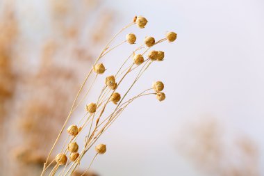 Işık arka plan üzerinde kurumuş kır çiçekleri